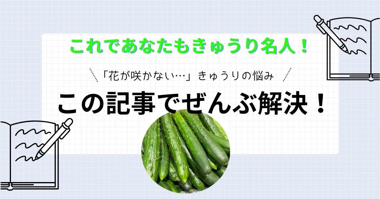 家庭菜園できゅうり栽培